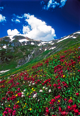 Red Mtn Flowers.jpg